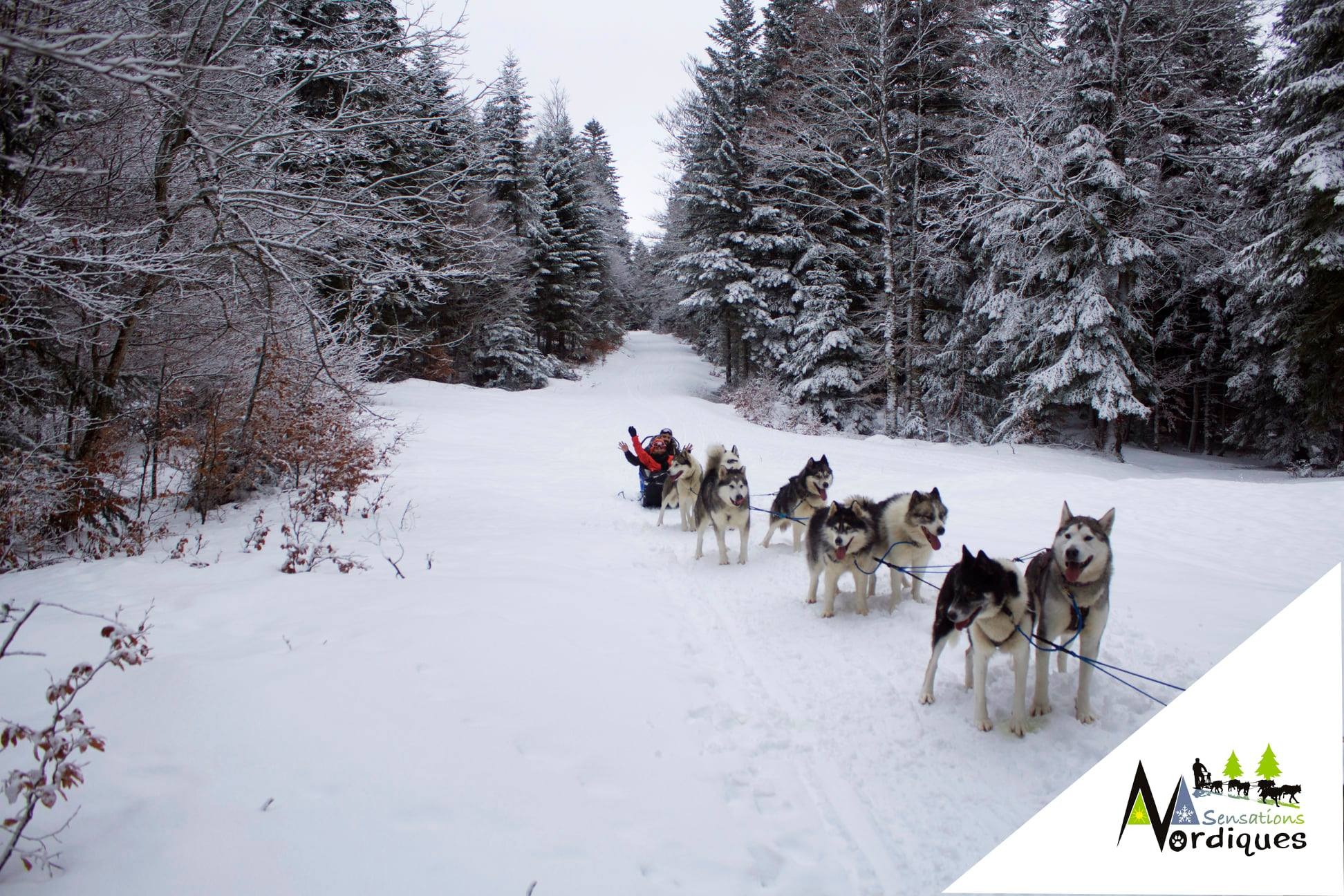 Balade assise en traineaux à chiens avec Sebsations Nordiques