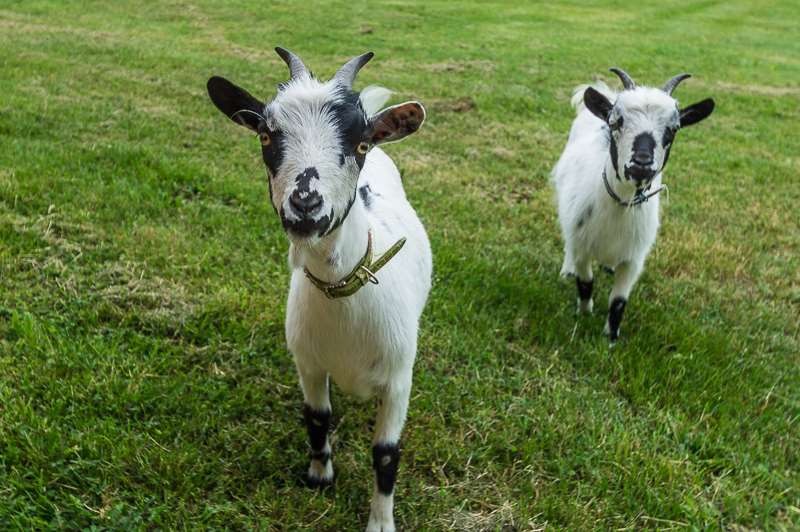 Des voisines, curieuses et gourmandes