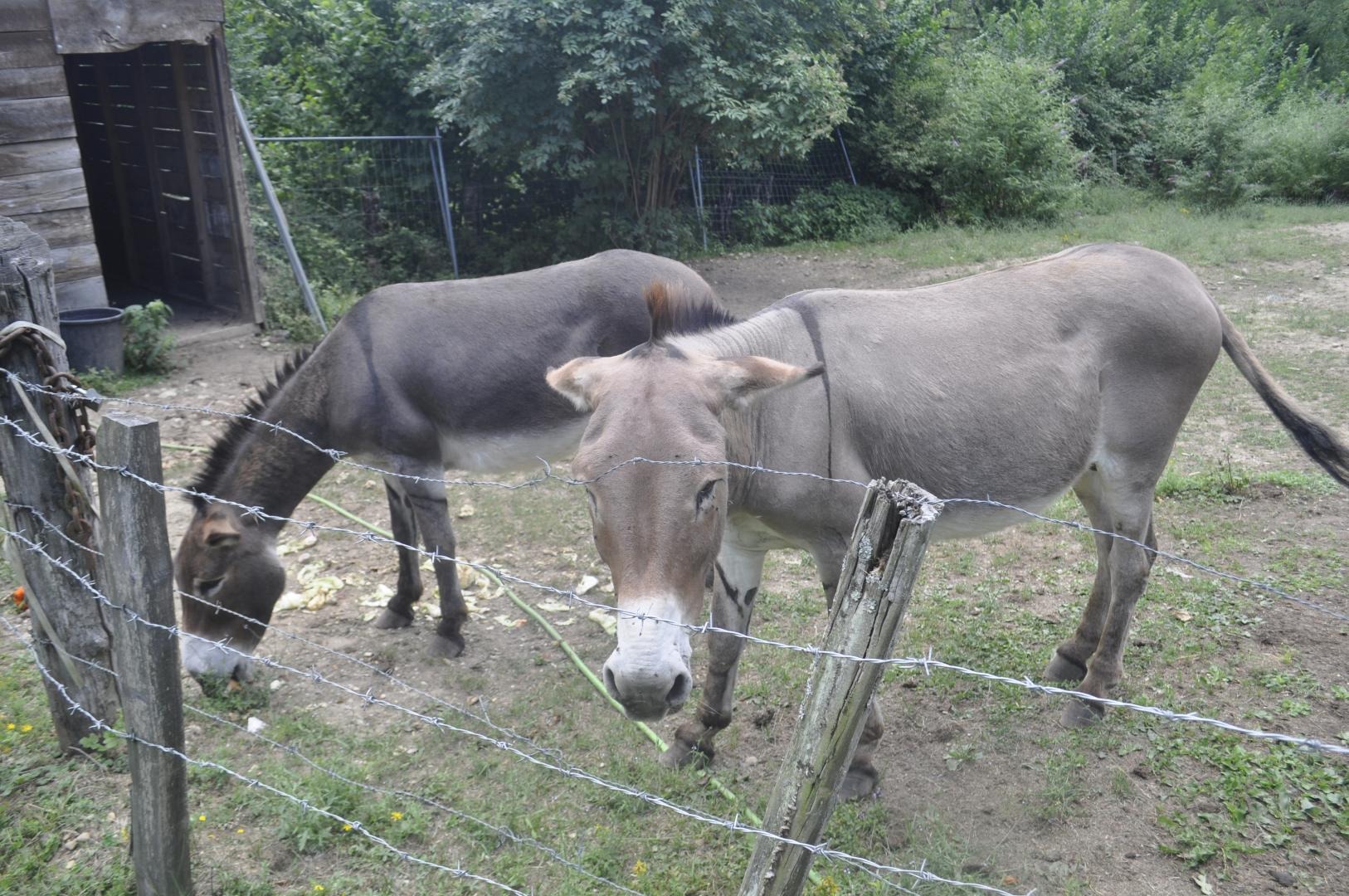 BIGOUDI ET TITANE