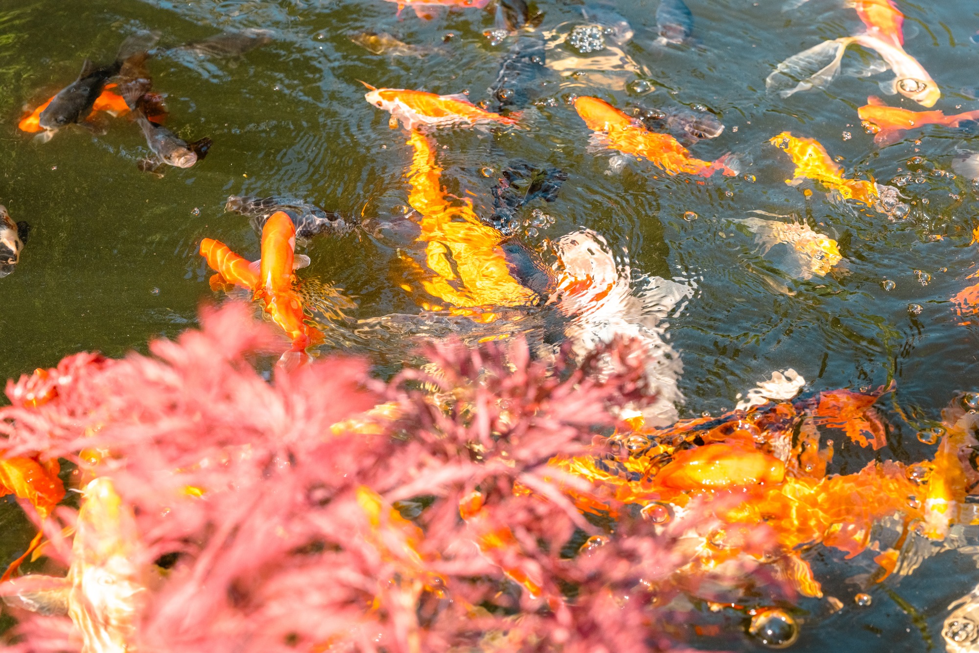 Le bassin aux carpes Koï