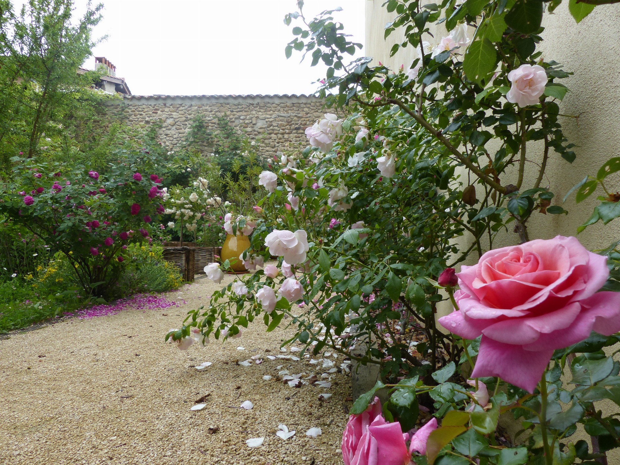 Danser le vivant : à la découverte de la rose et de la sauge_Saint-Antoine-l'Abbaye