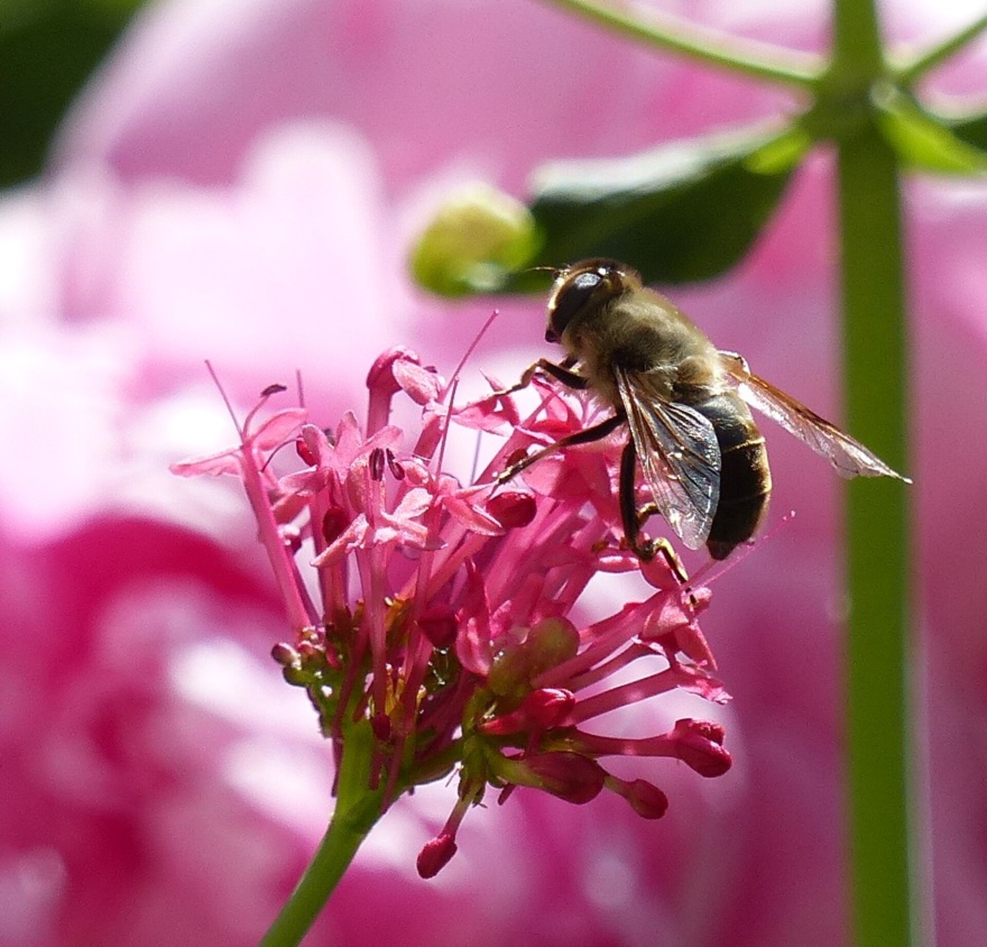 SOS Mélie, une abeille en détresse_Saint-Antoine-l'Abbaye