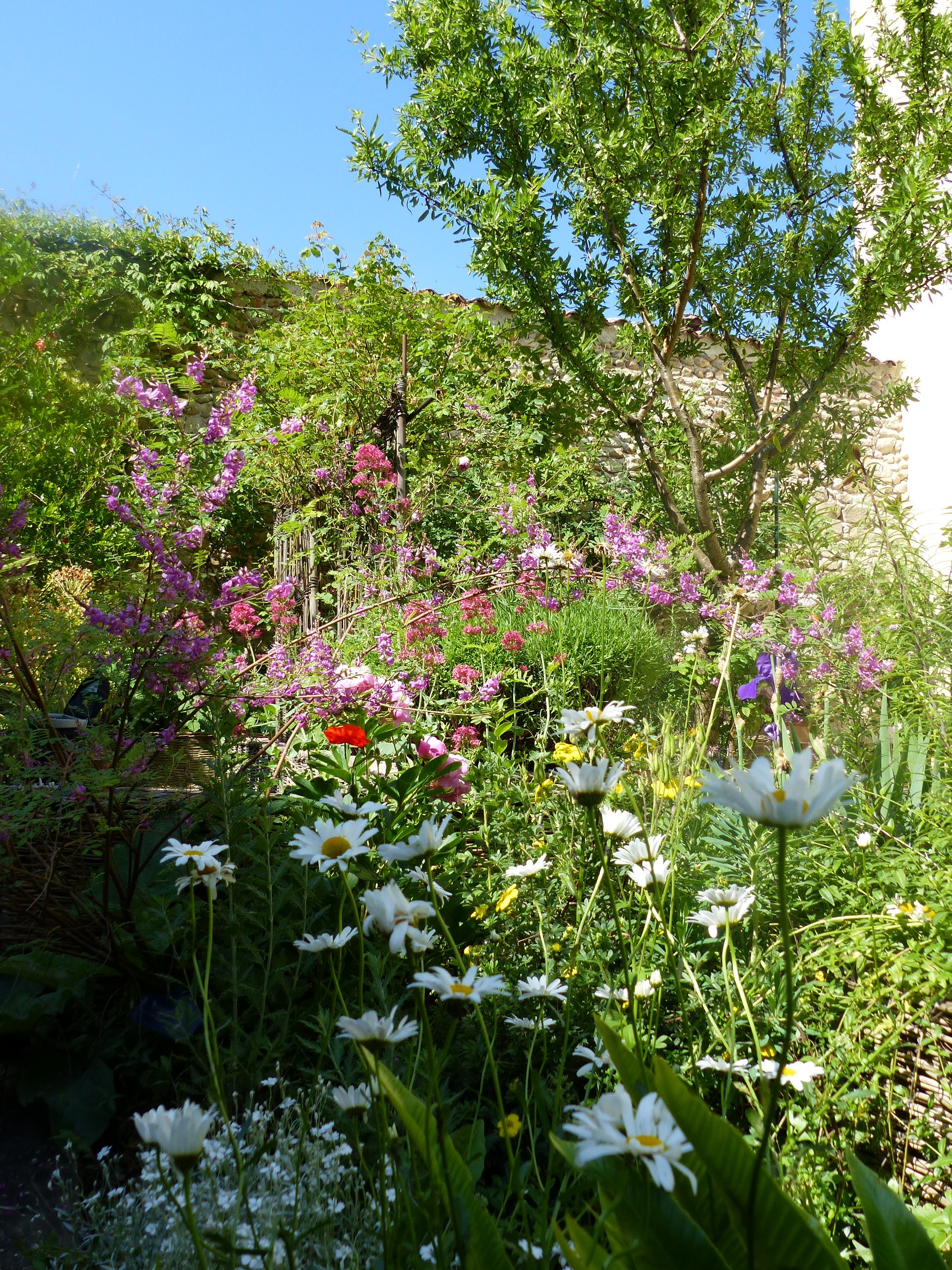 Le jardin médiéval_Saint-Antoine-l'Abbaye