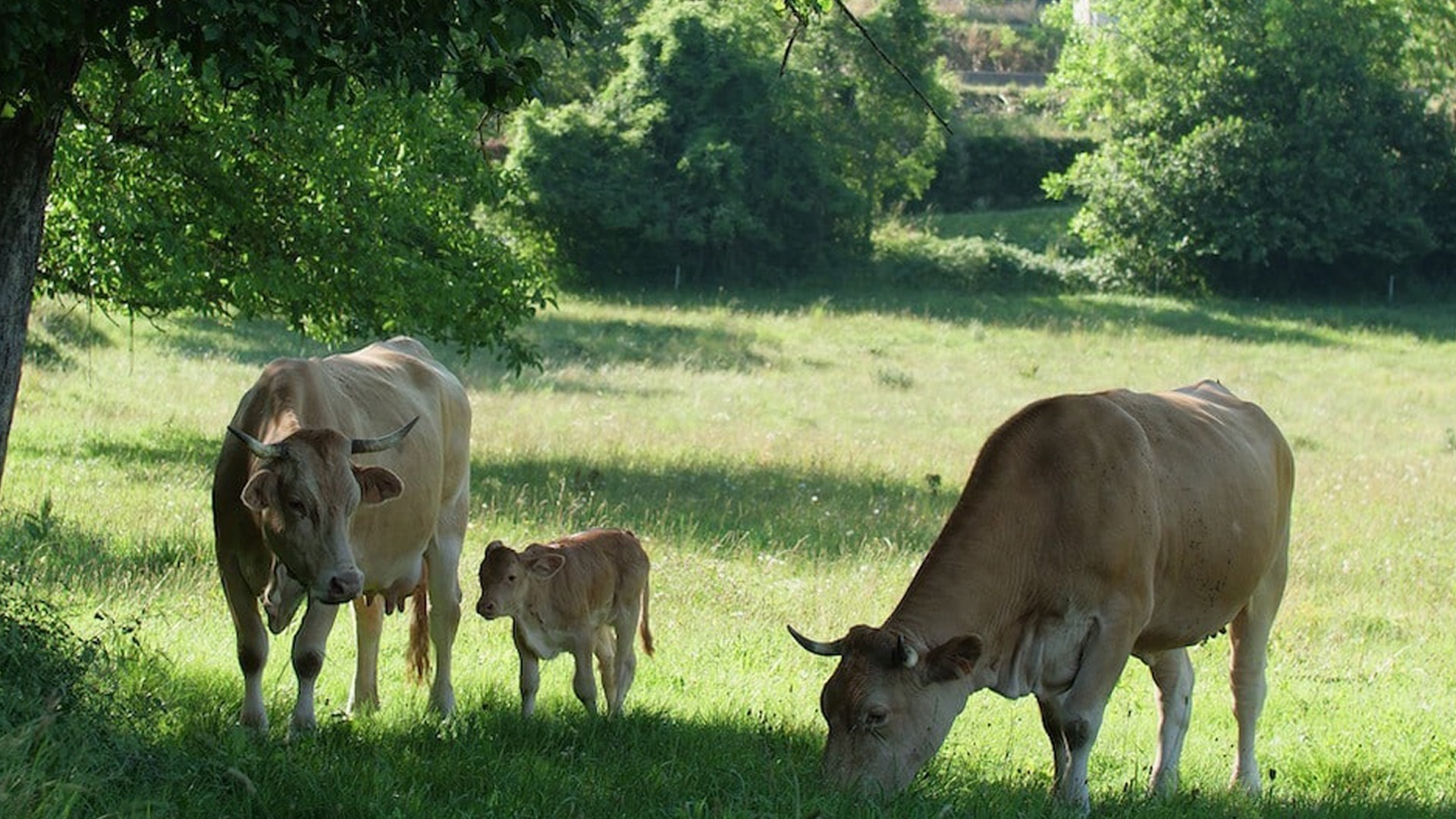 Visite de la ferme des villardes