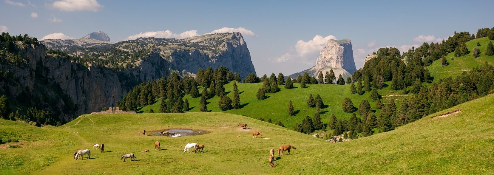 Panorama sur un troupeau de chevaux devant le Mont Aiguille dans le Vercors Trièves