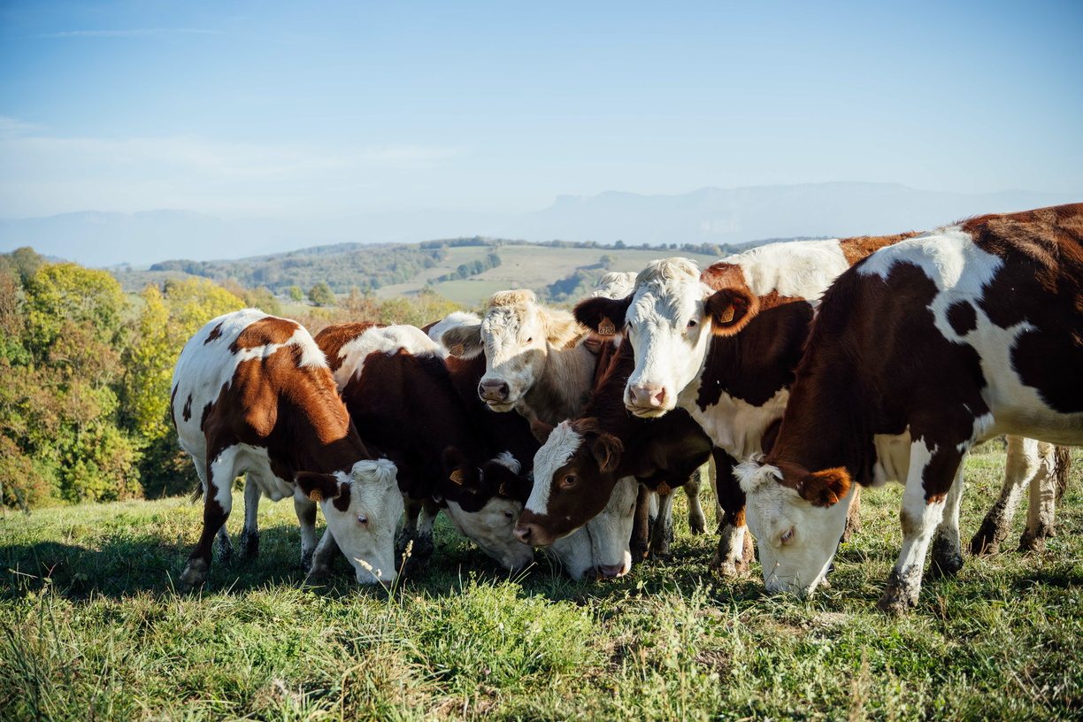 Agriculture vache champs pour Saint-Marcellin IGP