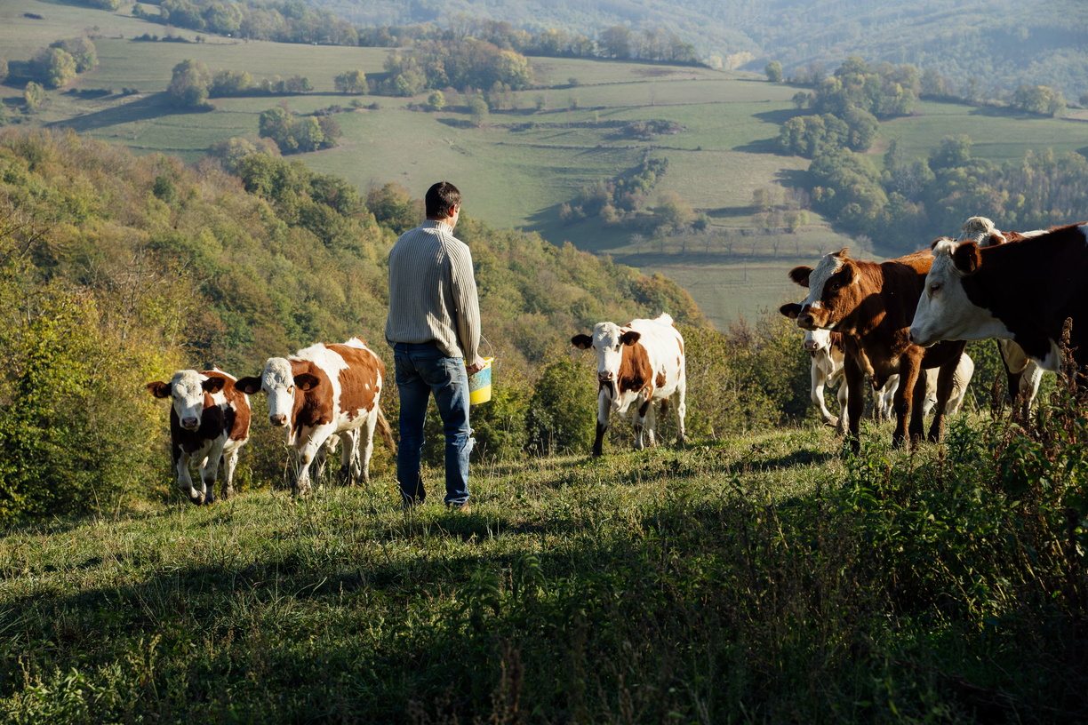 Agriculteur de fromage Saint-Marcellin IGP dans un champ avec ses vaches
