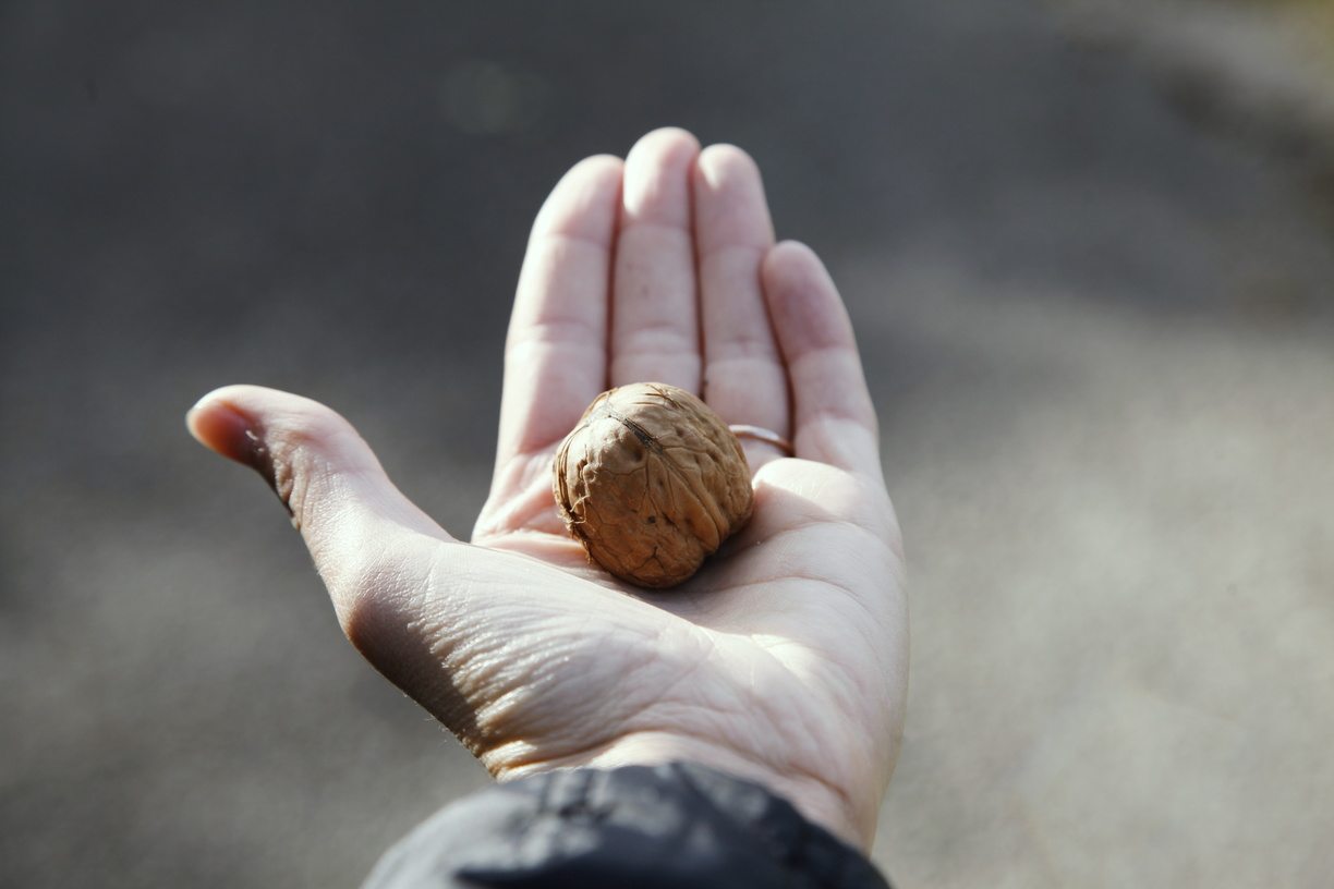 Une noix dans la main