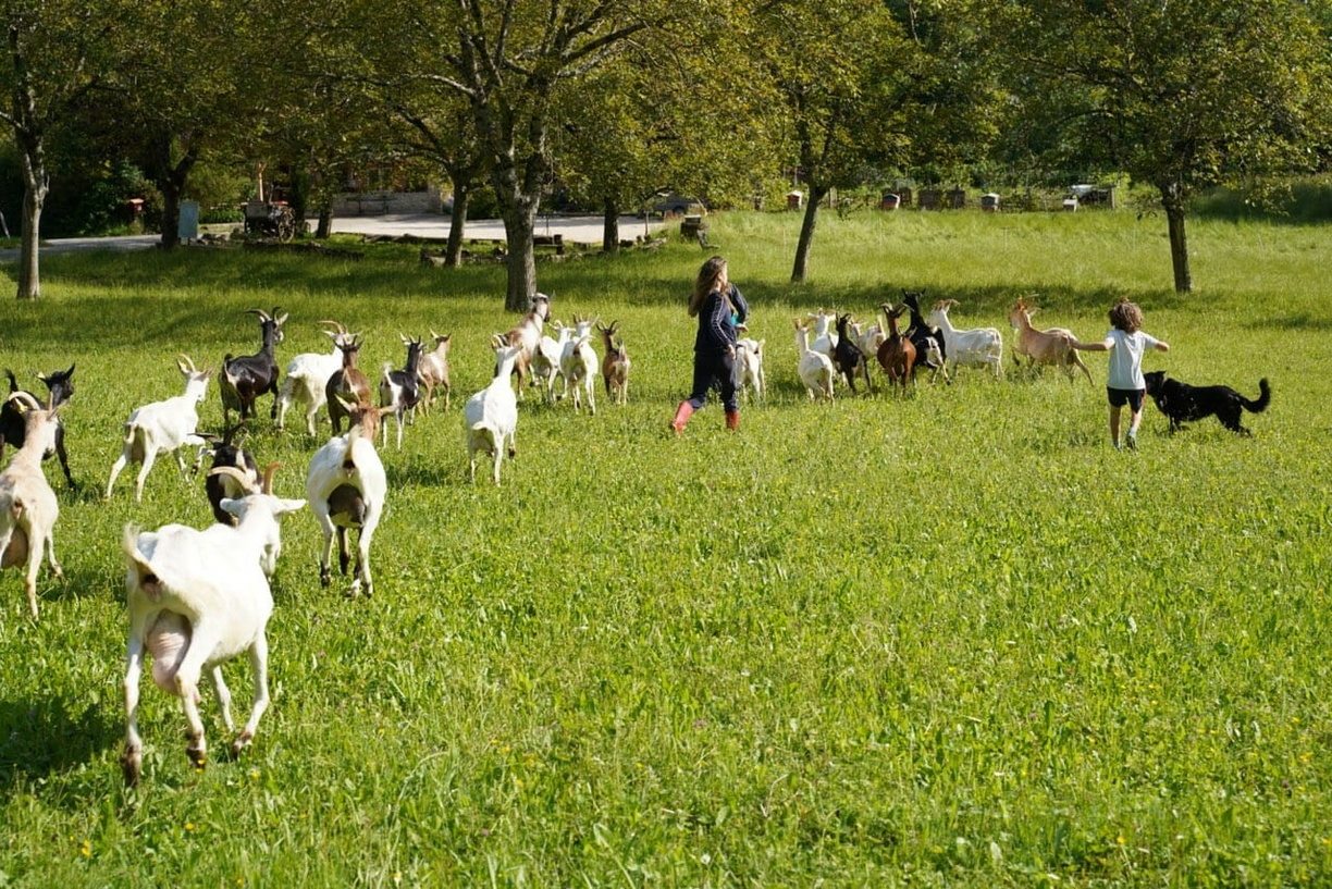 Chèvres et enfants de la Ferme du Clos Châtelus