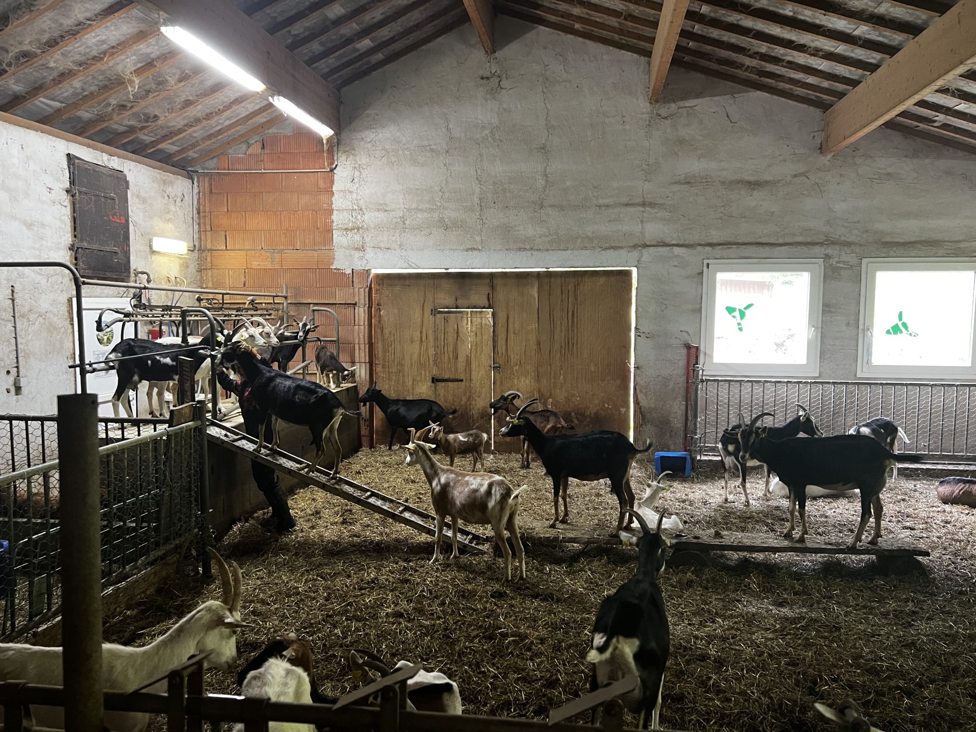 Nourrissage et traite des chèvres à la ferme du clos