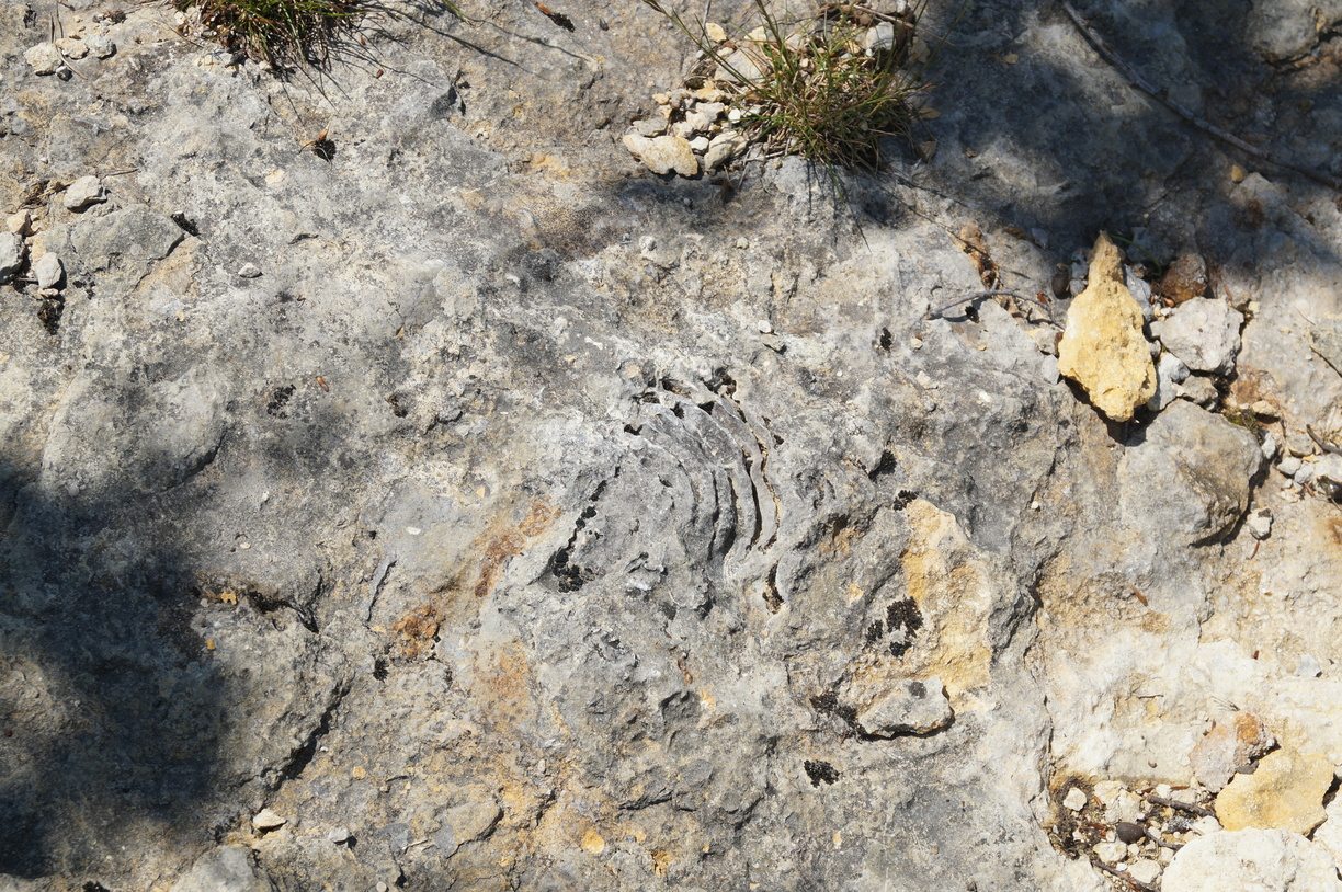 Trace fossile dans l'espace naturel sensible des Rimets à Rencurel Vercors Coulmes