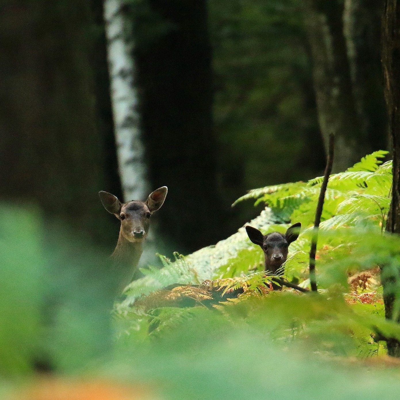 deux biches en foret dans le parc naturel de chambaran à l'automne