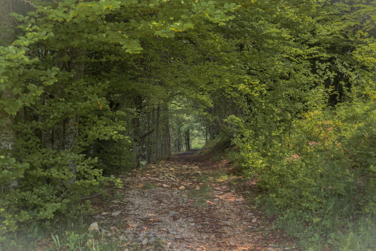 randonnée dans la forêt des coulmes