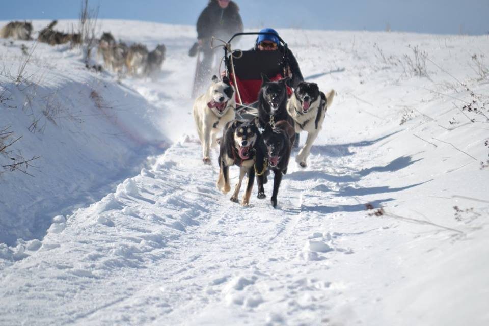 chiens de traîneau dans le vercors en hiver