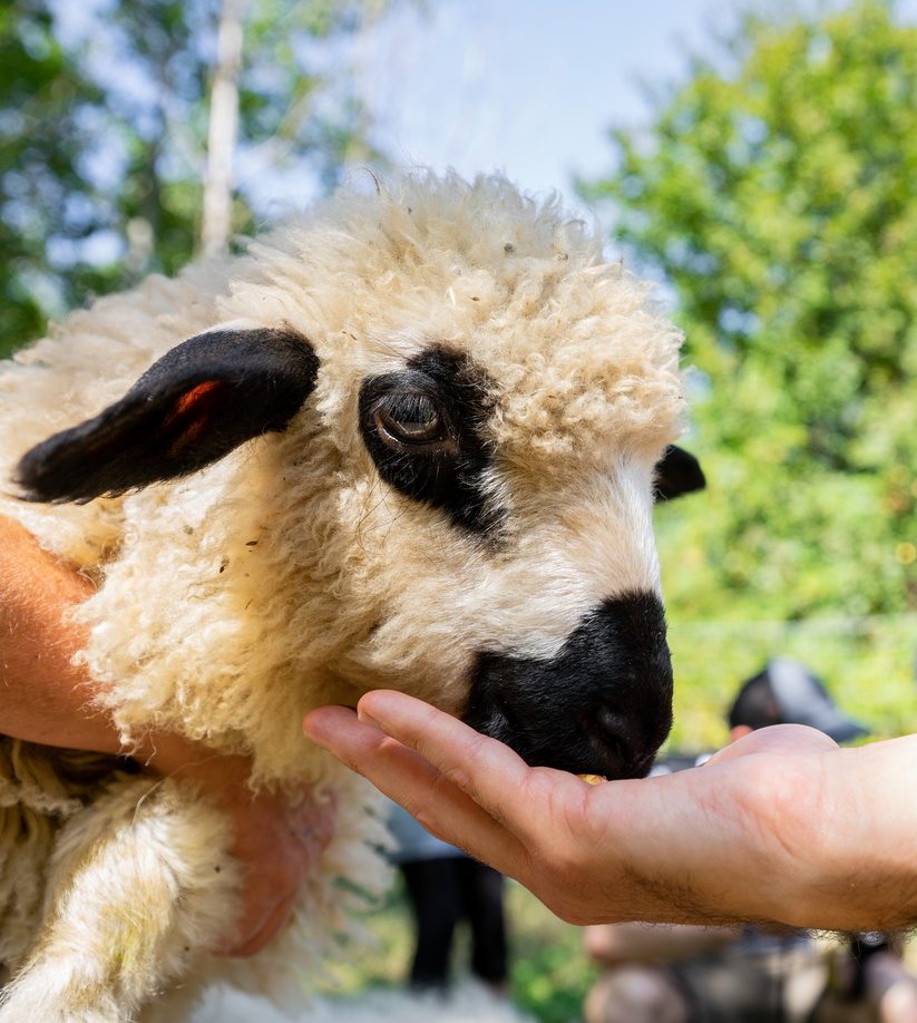 une main en train de nourrir un petit mouton dans la ferme du clos à chatelus