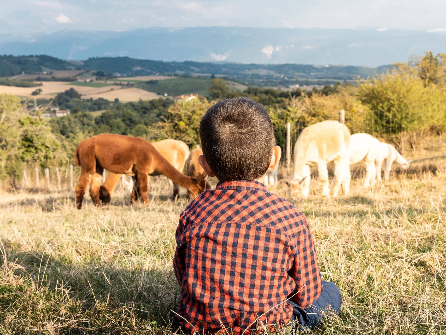 enfant devant un élevage d'alpagas face au panorama du vercors à saint-antoine-l'abbaye