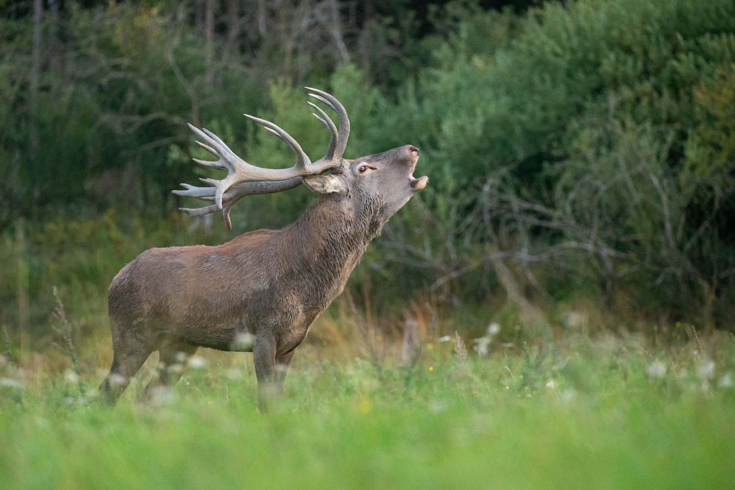brame du cerf au parc naturel de chambaran à saint pierre de bressieux