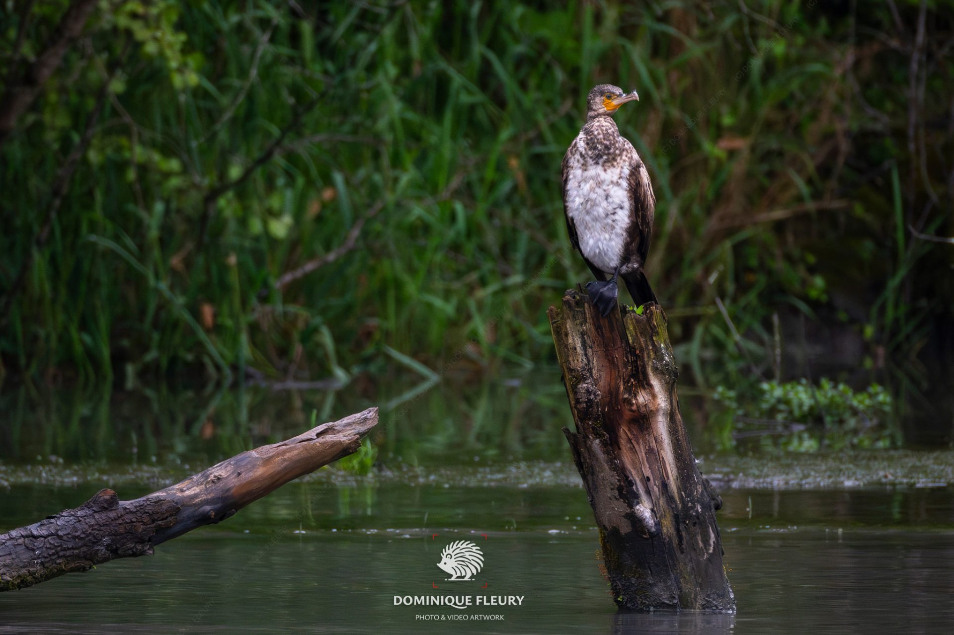 croisière ornithologique bateau à roue royans vercors sur l'isère