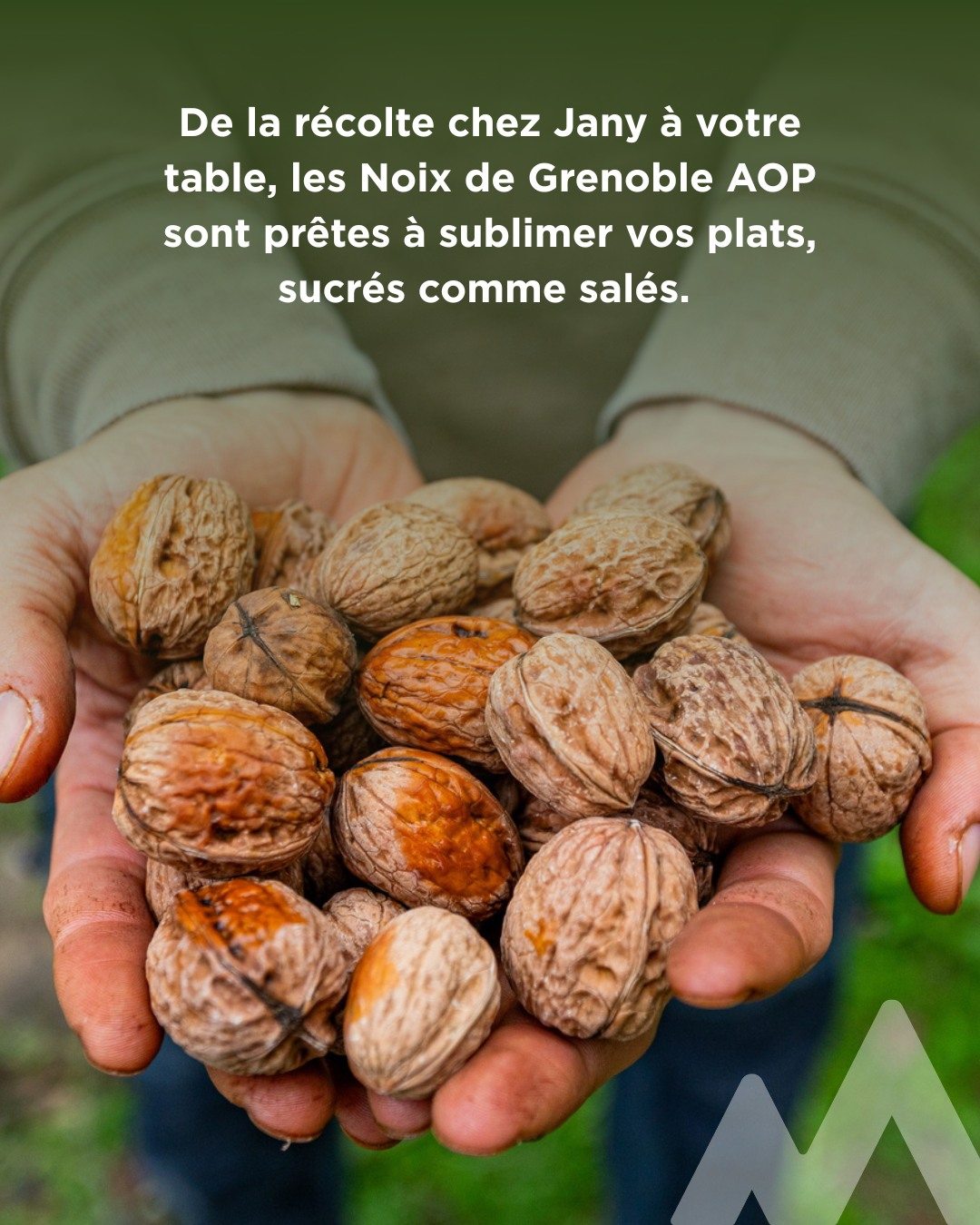 récolte noix de grenoble AOP earl Jany à Saint-Marcellin Vercors Isère