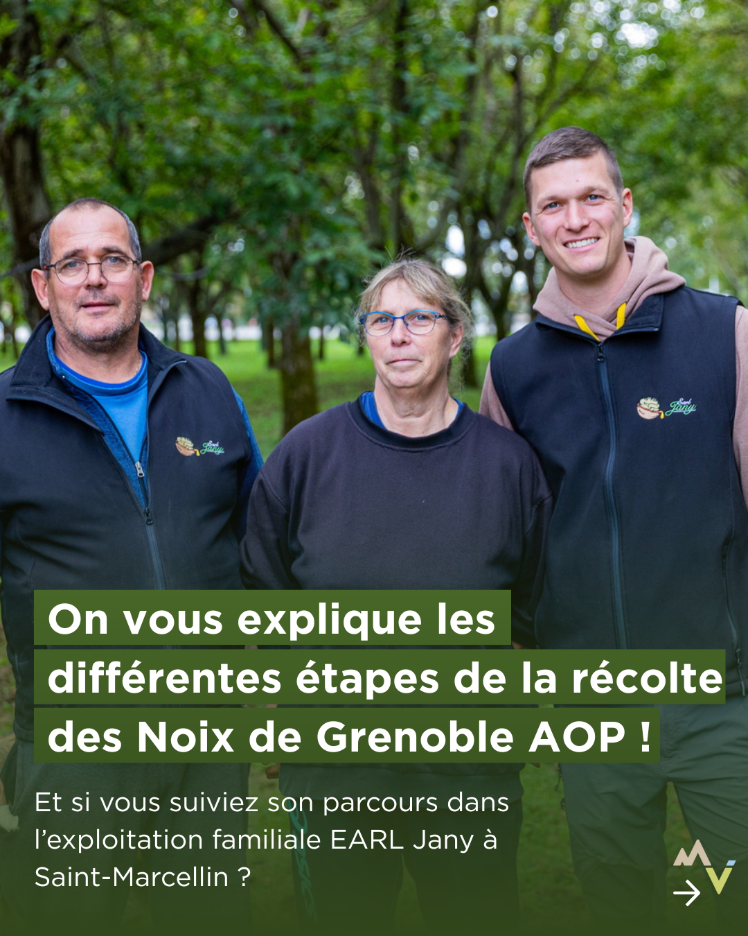récolte noix de grenoble AOP earl Jany à Saint-Marcellin Vercors Isère