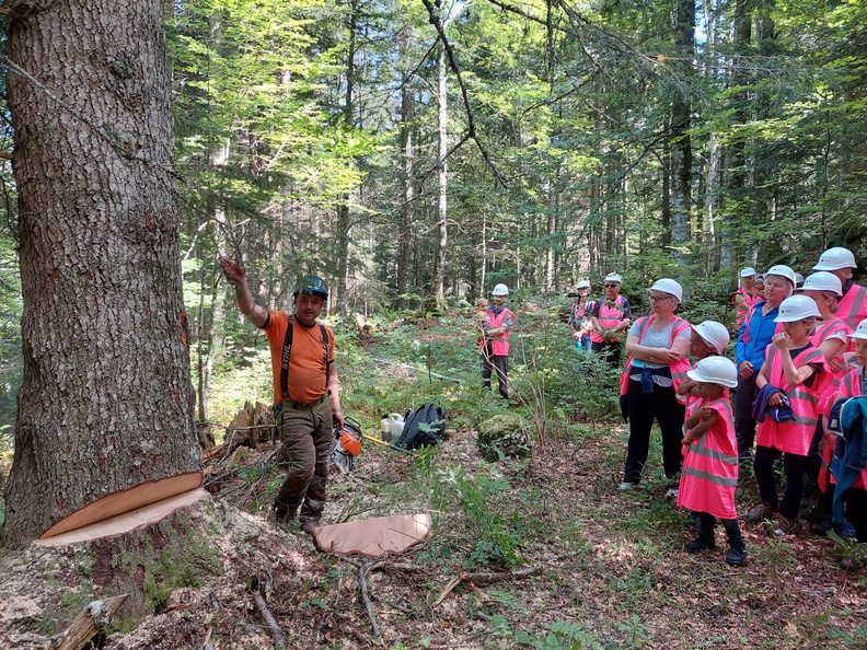 fibois dans la forêt des coulmes lors d'une visite
