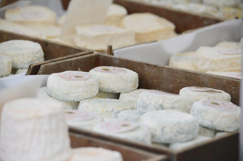 Fromages Saint-Marcellin IGP disposés sur des plateaux d'affinage