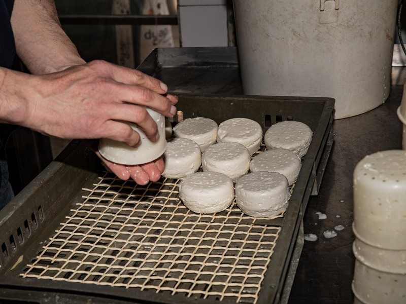 Démoulage du Saint-Marcellin IGP en fromagerie, savoir-faire de la filière fromagère du Dauphiné présentée à la Fête à Saint-Marcellin